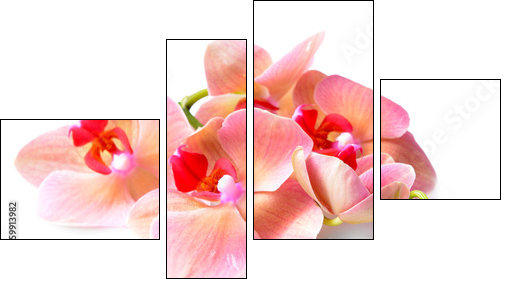 Beautiful blooming orchid isolated on white  - Obraz czteroczęściowy, Fortyk