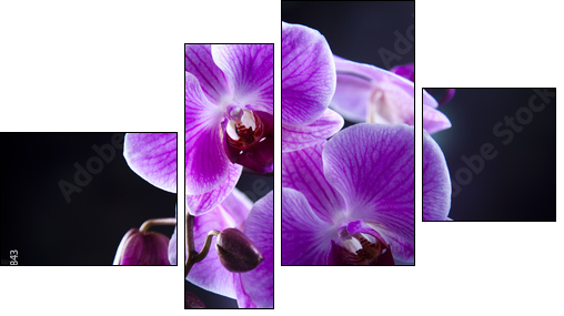 Orchid  - Obraz czteroczęściowy, Fortyk