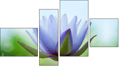 Blue lotus on spring background  - Obraz czteroczęściowy, Fortyk