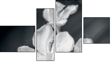 white oleander  - Obraz czteroczęściowy, Fortyk