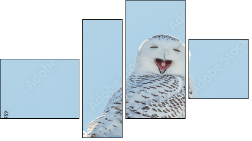Snowy Owl - Yawning / Smiling in Snow  - Obraz czteroczęściowy, Fortyk