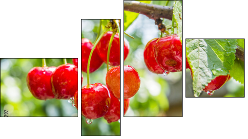 Cherry red berries on a tree branch with water drops  - Obraz czteroczęściowy, Fortyk