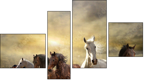 herd of horses galloping free at sunset  - Obraz czteroczęściowy, Fortyk