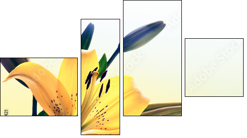 Yellow lily  - Obraz czteroczęściowy, Fortyk