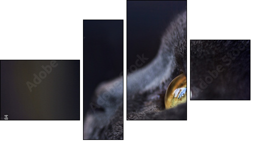 Katze KarthÃ¤user  - Obraz czteroczęściowy, Fortyk