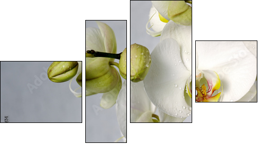 white orchids  - Obraz czteroczęściowy, Fortyk