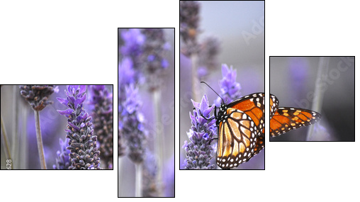 Butterfly with lavenders  - Obraz czteroczęściowy, Fortyk