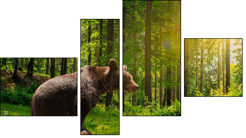 curious little bear in the forest  - Obraz czteroczęściowy, Fortyk