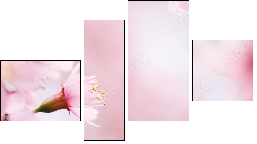 sakura cherry blossom flowers  - Obraz czteroczęściowy, Fortyk