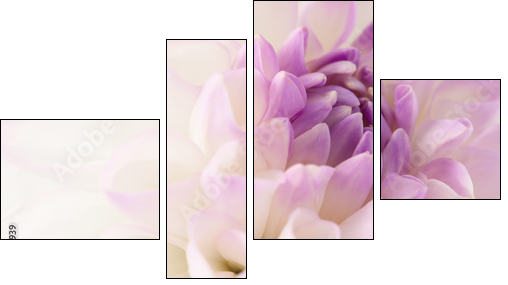 White dahlia close-up - Obraz czteroczęściowy, Fortyk