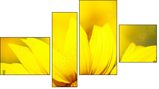 Beautiful sunflower in field  - Obraz czteroczęściowy, Fortyk