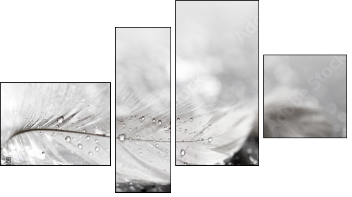 White feather with water drops  - Obraz czteroczęściowy, Fortyk
