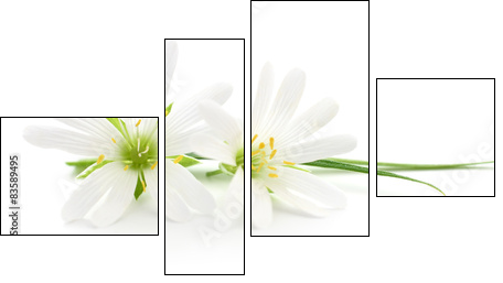 White flowers - Obraz czteroczęściowy, Fortyk