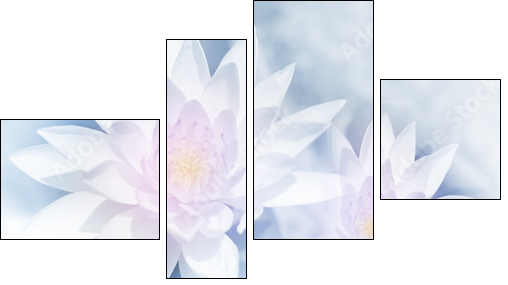 vivid color lotus in soft style for background - Obraz czteroczęściowy, Fortyk