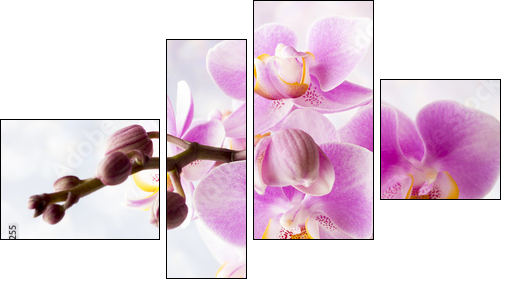 Beautiful pink orchid on a gray background. - Obraz czteroczęściowy, Fortyk