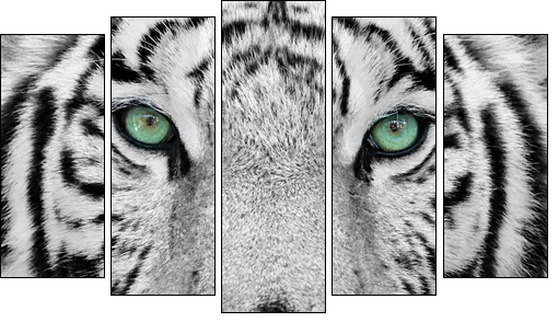 white tiger  - Obraz pięcioczęściowy, Pentaptyk
