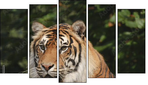 Endangered Sumatran Tiger  - Obraz pięcioczęściowy, Pentaptyk