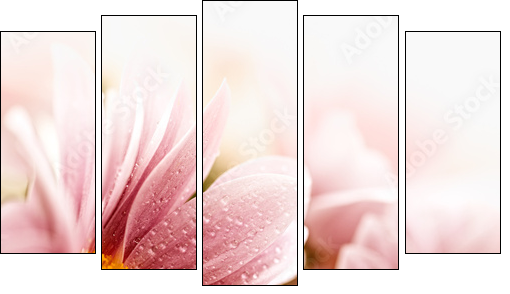 Beautiful daisy flowers closeup  - Obraz pięcioczęściowy, Pentaptyk