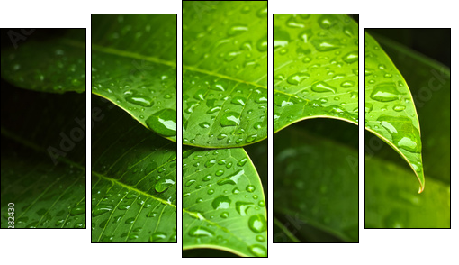 Green leaf  - Obraz pięcioczęściowy, Pentaptyk