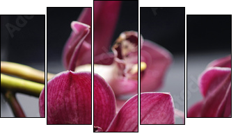 set of branch gorgeous red orchid on stones reflection  - Obraz pięcioczęściowy, Pentaptyk