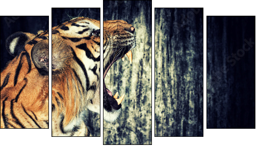 Tiger against grunge wall  - Obraz pięcioczęściowy, Pentaptyk