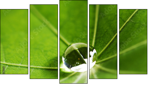 Water drop on green leaf  - Obraz pięcioczęściowy, Pentaptyk