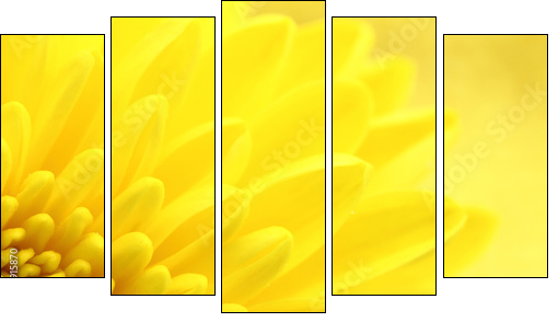 Yellow chrysanthemum petals macro shot  - Obraz pięcioczęściowy, Pentaptyk