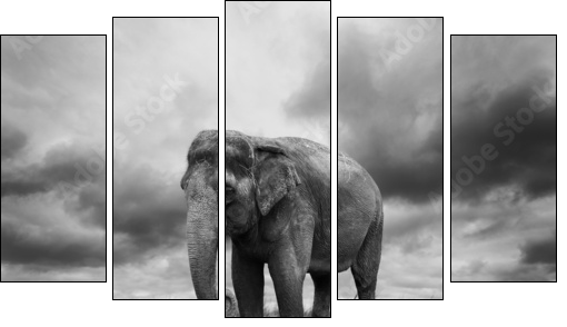 Elephant  - Obraz pięcioczęściowy, Pentaptyk