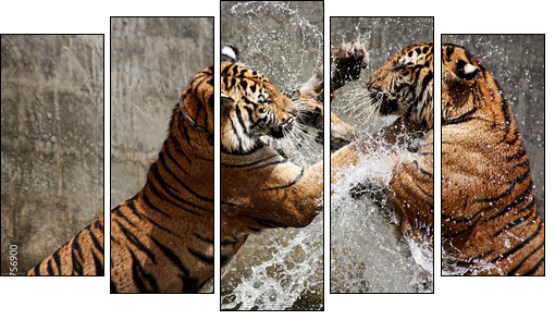 Tiger Battle  - Obraz pięcioczęściowy, Pentaptyk
