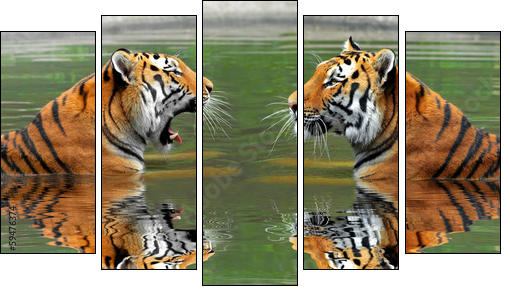 Siberian Tigers in water  - Obraz pięcioczęściowy, Pentaptyk