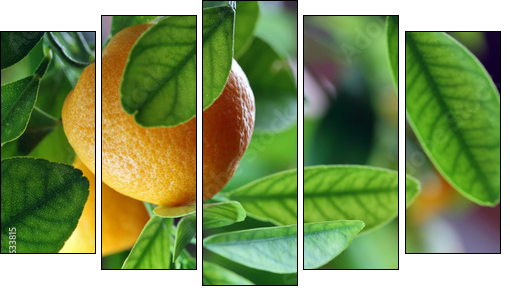 Fresh oranges  - Obraz pięcioczęściowy, Pentaptyk