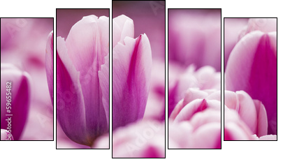 Pink tulips  - Obraz pięcioczęściowy, Pentaptyk