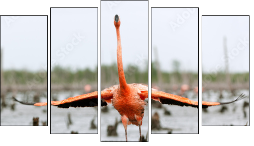 The American Flamingo (Phoenicopterus ruber)  - Obraz pięcioczęściowy, Pentaptyk