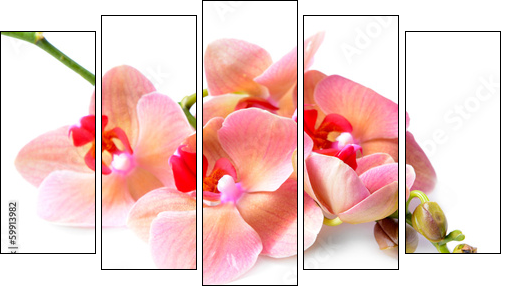 Beautiful blooming orchid isolated on white  - Obraz pięcioczęściowy, Pentaptyk