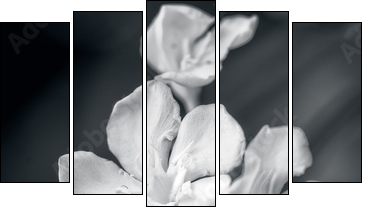 white oleander  - Obraz pięcioczęściowy, Pentaptyk