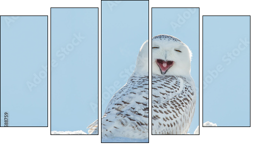 Snowy Owl - Yawning / Smiling in Snow  - Obraz pięcioczęściowy, Pentaptyk