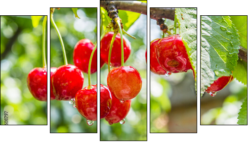 Cherry red berries on a tree branch with water drops  - Obraz pięcioczęściowy, Pentaptyk