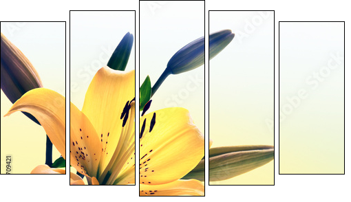 Yellow lily  - Obraz pięcioczęściowy, Pentaptyk