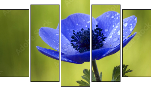 Błękit anemonu – kolory natury
 - Obraz pięcioczęściowy, Pentaptyk