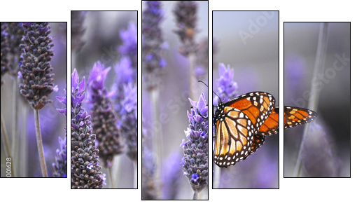 Butterfly with lavenders  - Obraz pięcioczęściowy, Pentaptyk