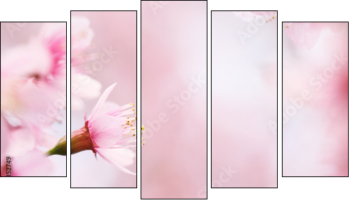 sakura cherry blossom flowers  - Obraz pięcioczęściowy, Pentaptyk