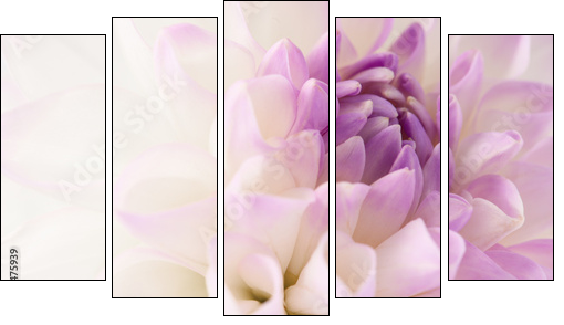 White dahlia close-up - Obraz pięcioczęściowy, Pentaptyk