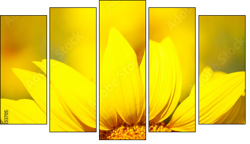 Beautiful sunflower in field  - Obraz pięcioczęściowy, Pentaptyk