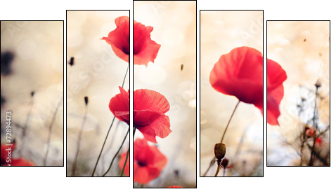 Poppy flower  - Obraz pięcioczęściowy, Pentaptyk