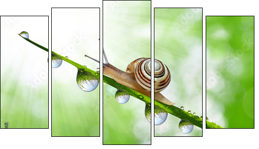 Snail on dewy grass close up  - Obraz pięcioczęściowy, Pentaptyk