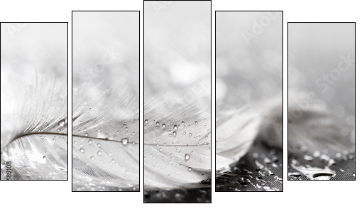 White feather with water drops  - Obraz pięcioczęściowy, Pentaptyk