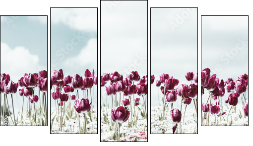 Retro Photo Of Tulip Garden In Spring  - Obraz pięcioczęściowy, Pentaptyk
