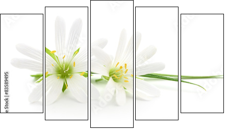 White flowers - Obraz pięcioczęściowy, Pentaptyk