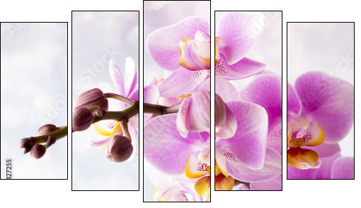 Beautiful pink orchid on a gray background. - Obraz pięcioczęściowy, Pentaptyk