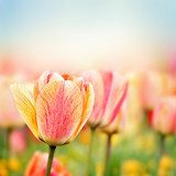 Wiosenne tulipany. Fototapeta. Fototapety do Salonu Fototapeta